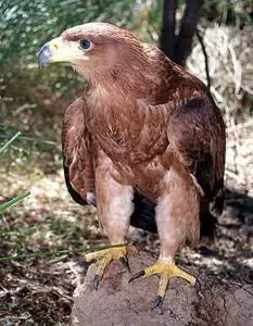 Espectacular ave de color marron