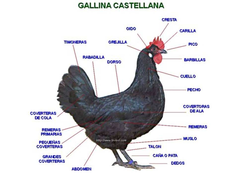 Caracateristicas de La Gallina Castellana