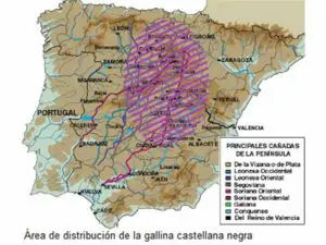 distribución de La Gallina Castellana