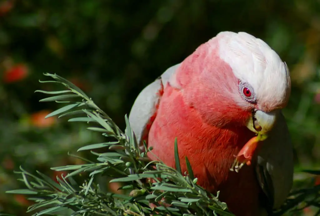 la cacatua rosada, todo sobre esta ave