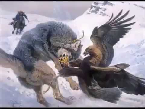 El águila real Cazando lobos impresionante escena de destreza