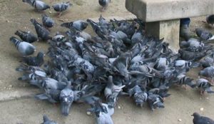 Enfermedades causadas por las palomas y sus nidos