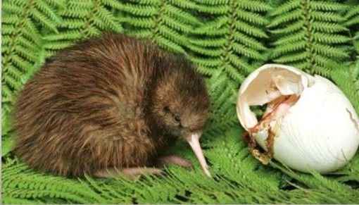 Pajaro Kiwi Caracteristicas Alimentacion Habitat Y Mas