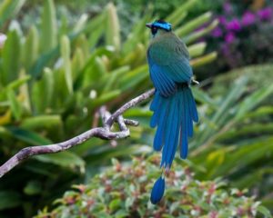 pájaro barranquero con cola azul