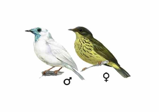 pájaro campana hembra y macho