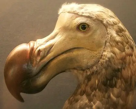 Pájaro dodo (Raphus cucullatus)