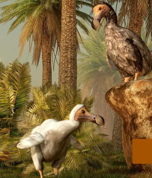 Pájaro dodo extinto