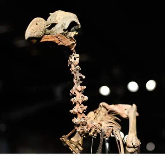 El esqueleto mas completo del pajaro dodo