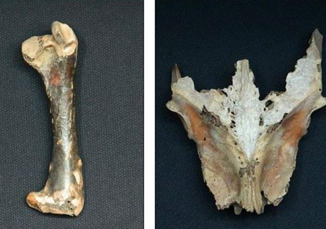 huesos del pajaro dodo