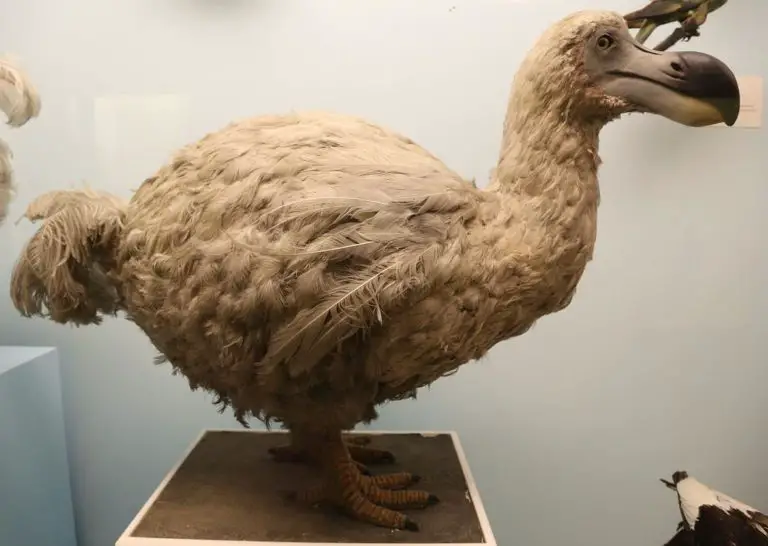 PÁjaro Dodo 】historia Características Extinción Y Mucho Más 