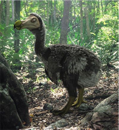 Descripción del Pájaro dodo