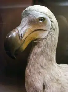 Descubrimiento del Pájaro Dodo