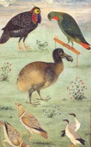 Clasificación del pajaro dodo