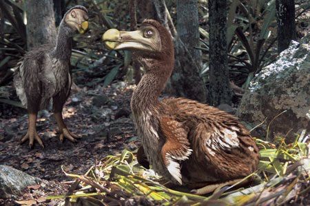 Período de incubación del pajaro dodo