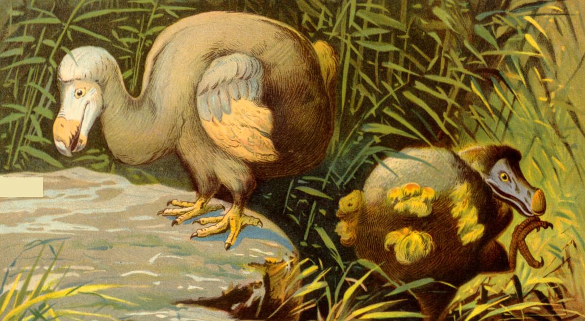 Medio ambiente del pajaro dodo