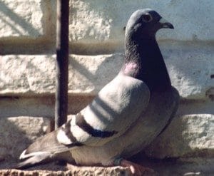Enfermedades causadas por las palomas y los sintomas