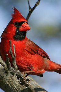 El Cardenal de penacho rojo