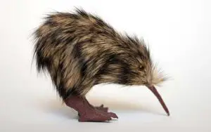 pájaro kiwi y sus patas