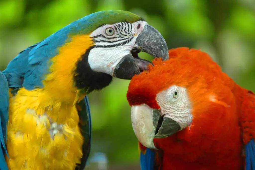 TIPOS DE LOROS QUE HABLAN 】 Todo Lo Que Debes Saber