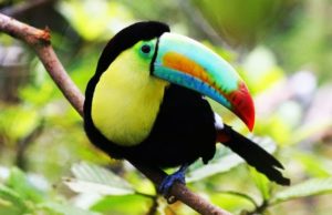 Tucán de amazonas con su ejemplar belleza y sus lindos colores