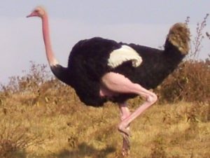 velocidad-de-avestruz-2