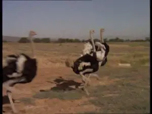 velocidad-de-avestruz-4