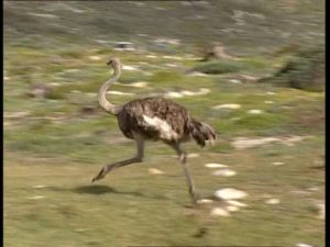 velocidad-de-avestruz-7