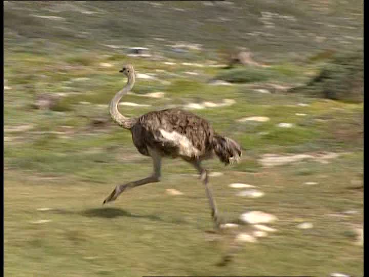 velocidad de avestruz
