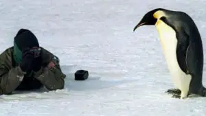 El pingüino emperador o antártico