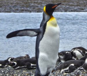 El pingüino emperador o antártico