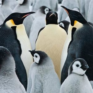 Pingüinos juntos