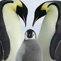 Pingüinos con sus bebés