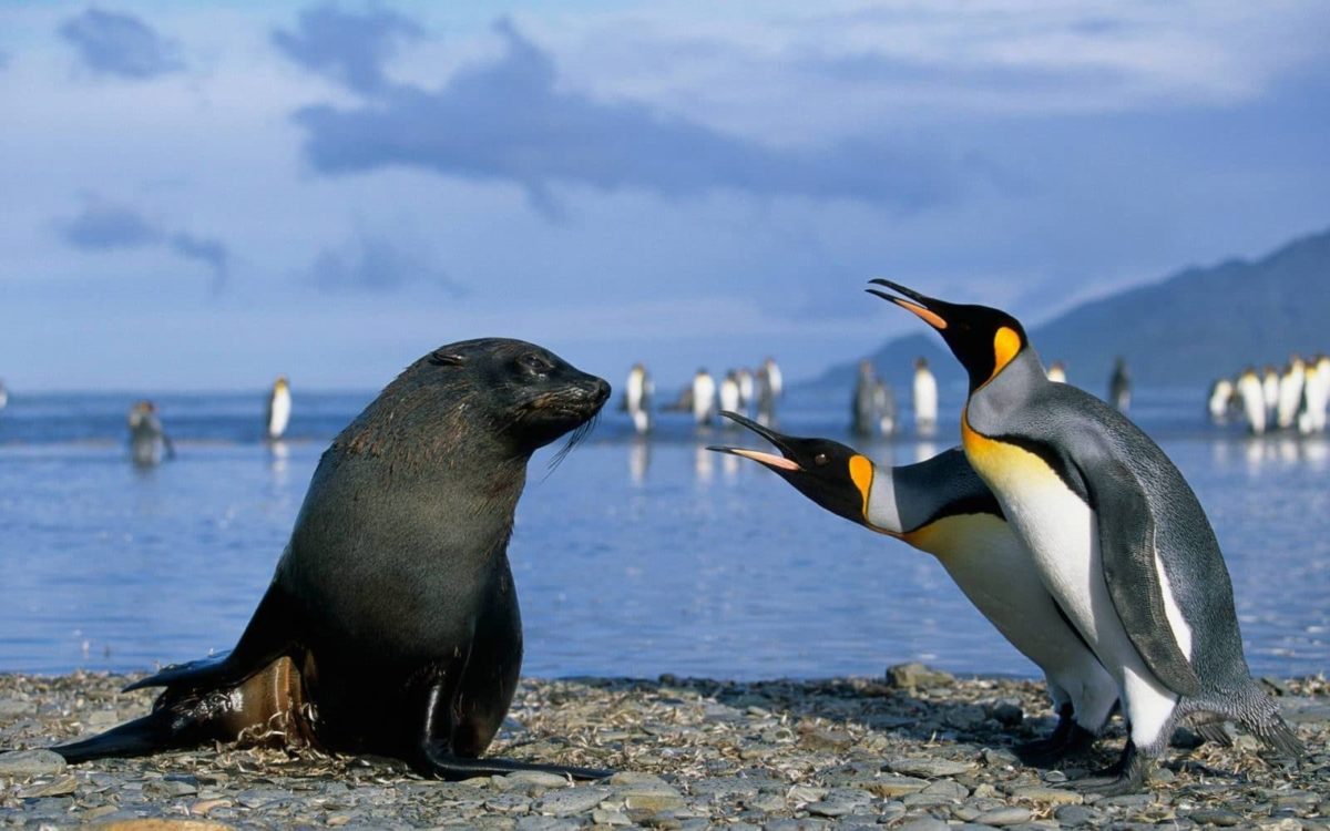 Pingüinos defendiendose