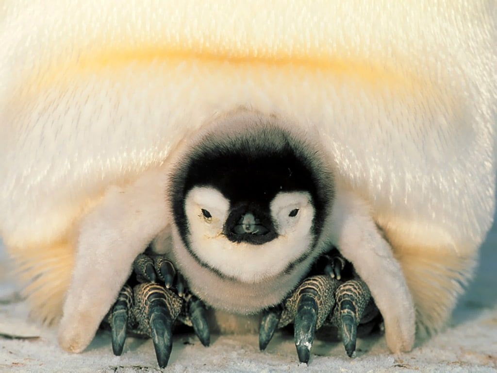 Pingüinos incubados