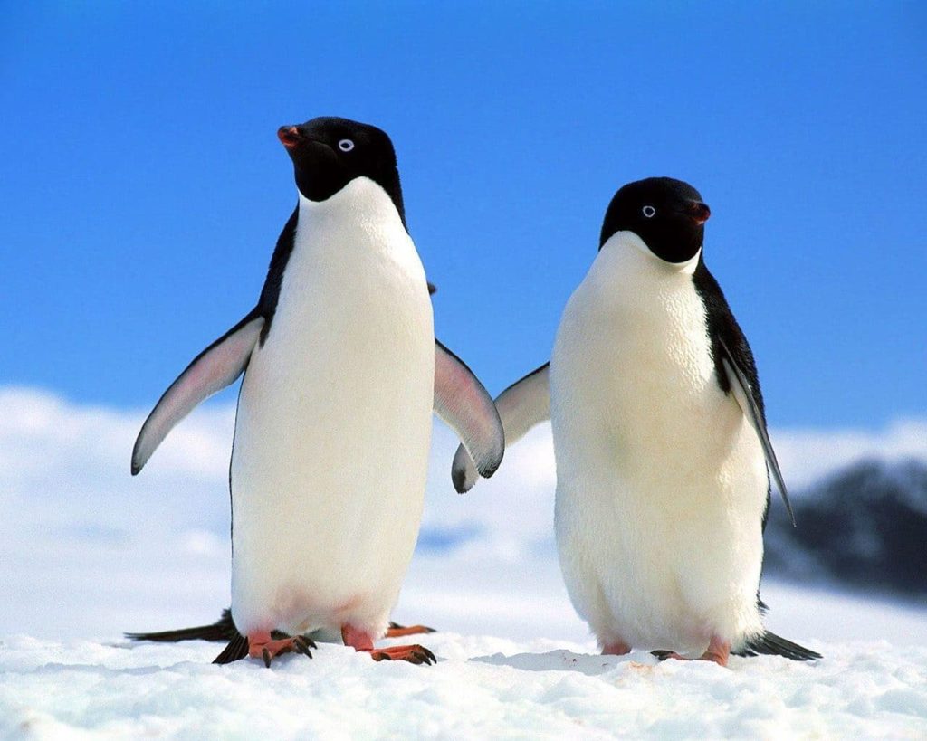 Pingüinos parejas