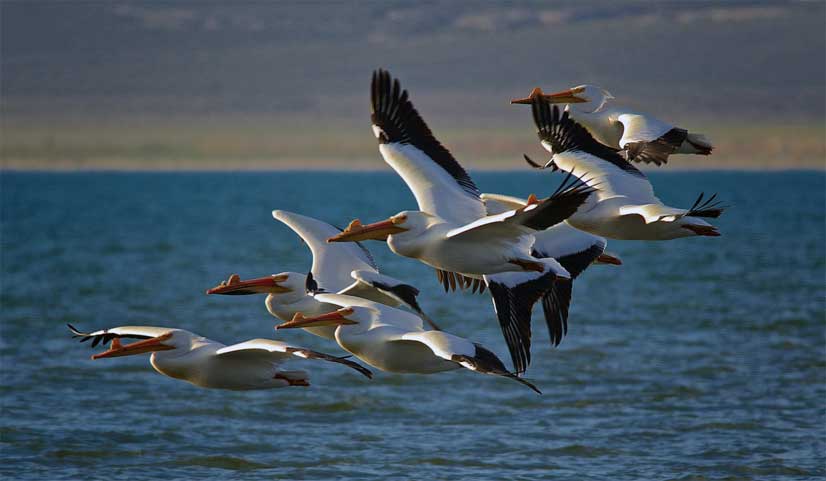 AVES MIGRATORIAS 】Conócelas A Todas Y Descubre Todo Sobre Ellas