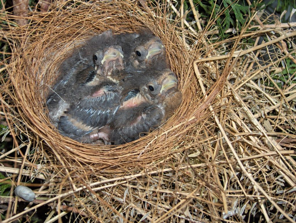 camachuelo nido