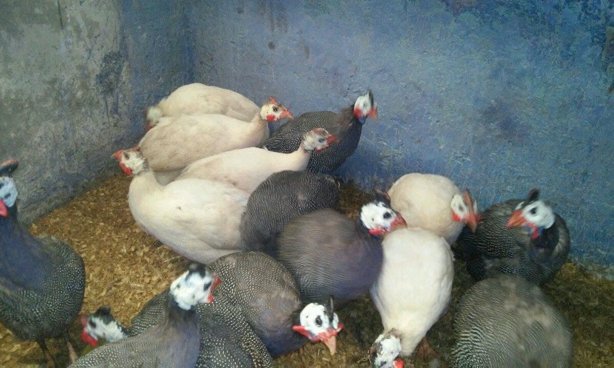 Crianza de gallinas guineas