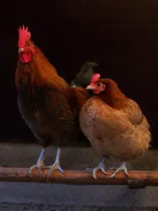 gallo y gallina