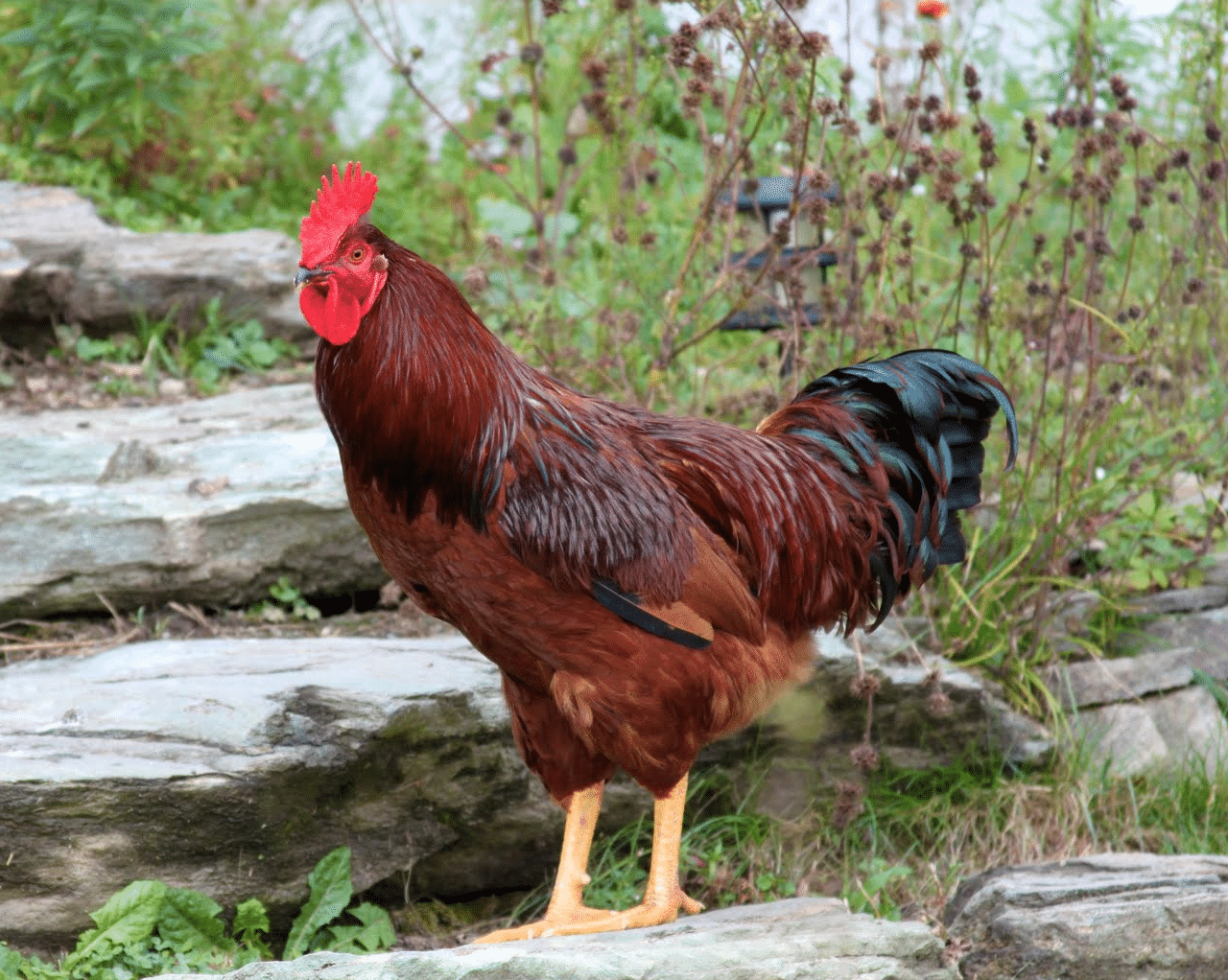 Gallo 】características Hábitat Reproducción Comportamiento Y Más 9450