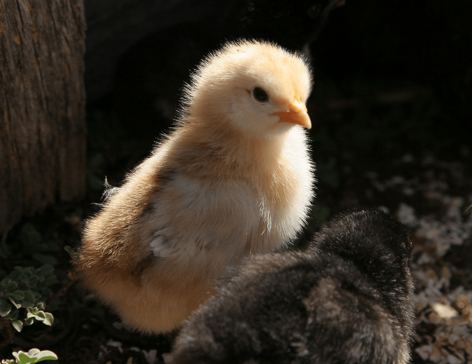 Gallo 】características Hábitat Reproducción Comportamiento Y Más 4187