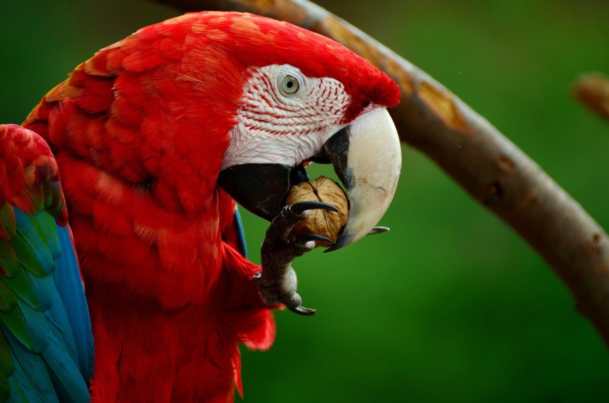 Aves mexicanas: guacamayo rojo.