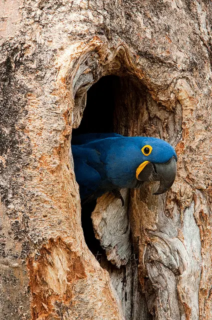 nido de la guacamaya azul