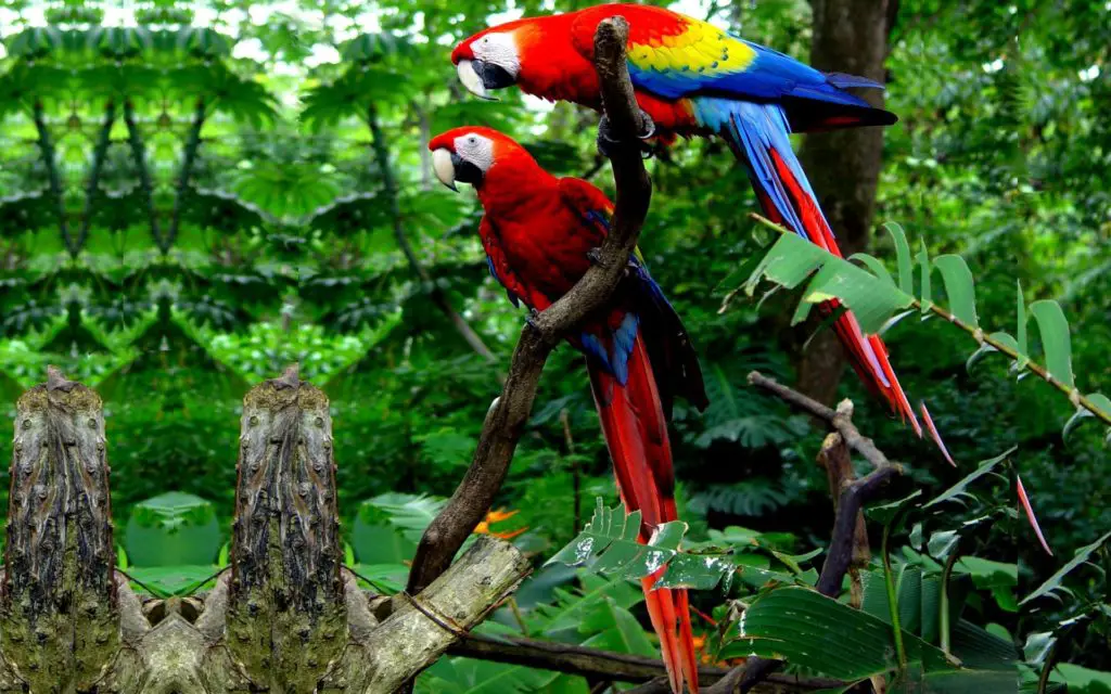 GUACAMAYA BANDERA 】Características, Alimentación, Hábitat y más