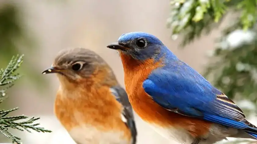 bluebird in habitat