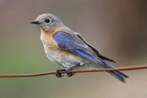 blue-throated bluebird