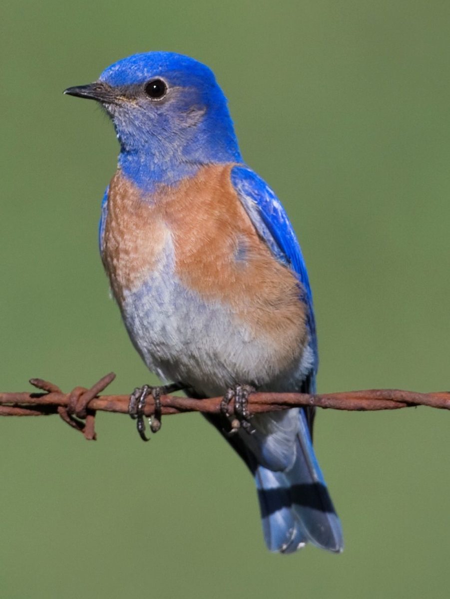 PÁJARO AZULEJO 】 Características, Alimentación, Hábitat y mas