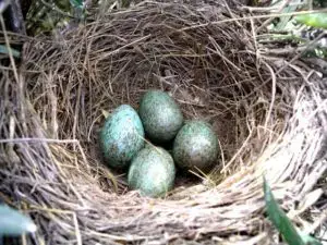 bluebird nest and eggs