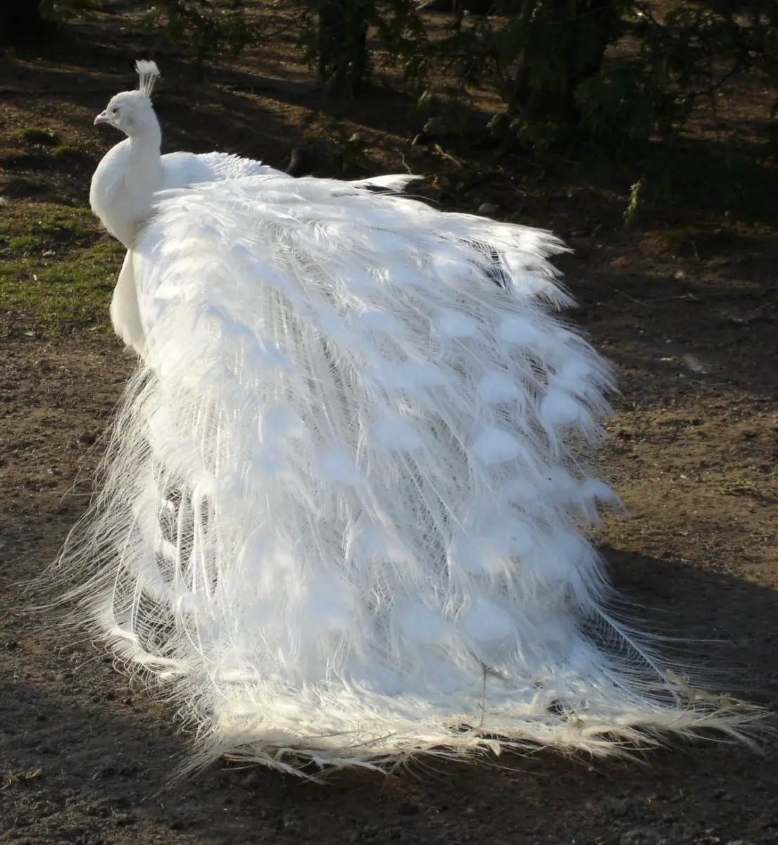 pavo real blanco o albino imponente figura