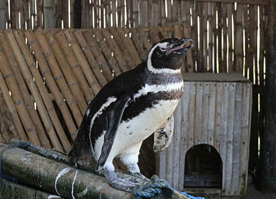 pingüino de humboldt